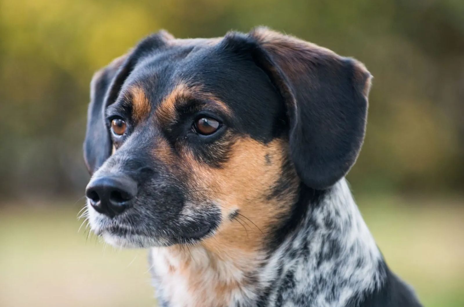 Blue Tick Beagle pup