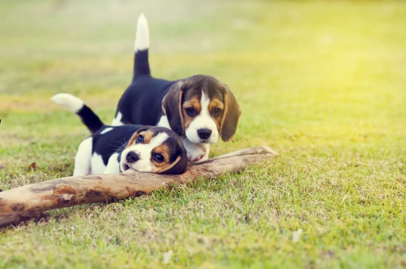 Blue Tick Beagle puppies