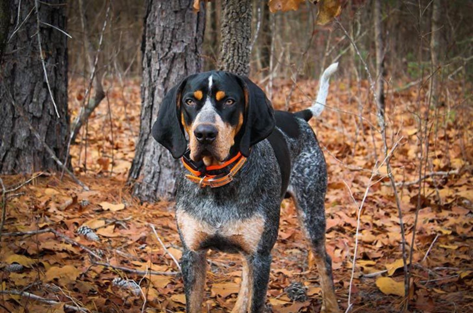 Blue Tick Beagle puppy in forest