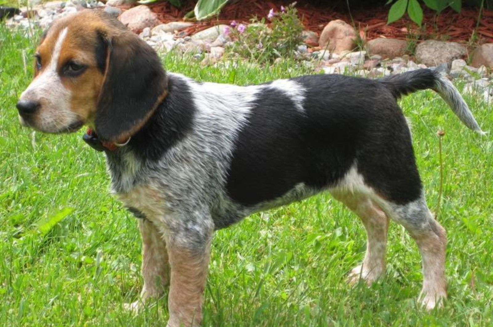 Blue Tick Beagle puppy in garden