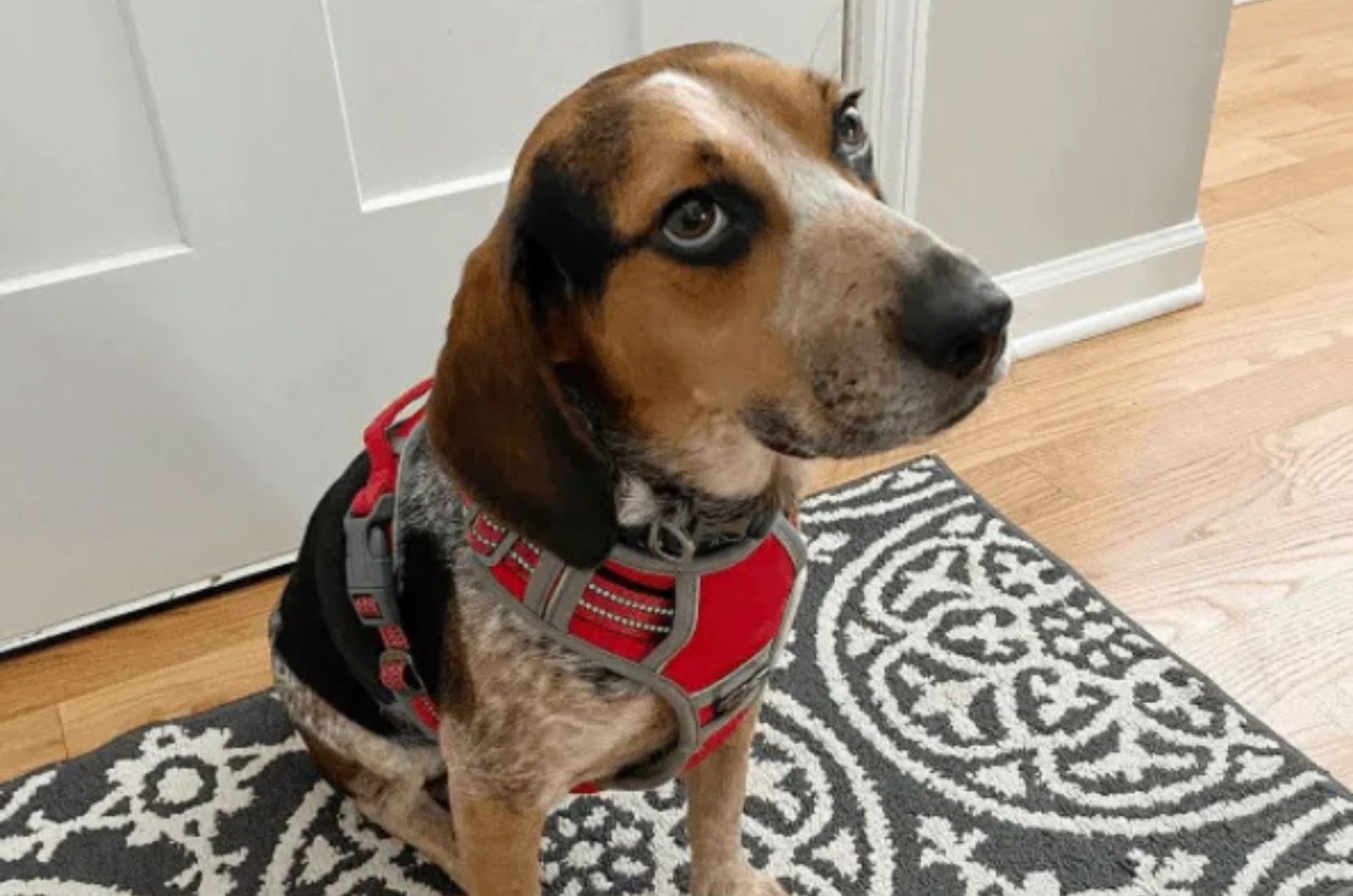 Blue Tick Beagle sitting in house