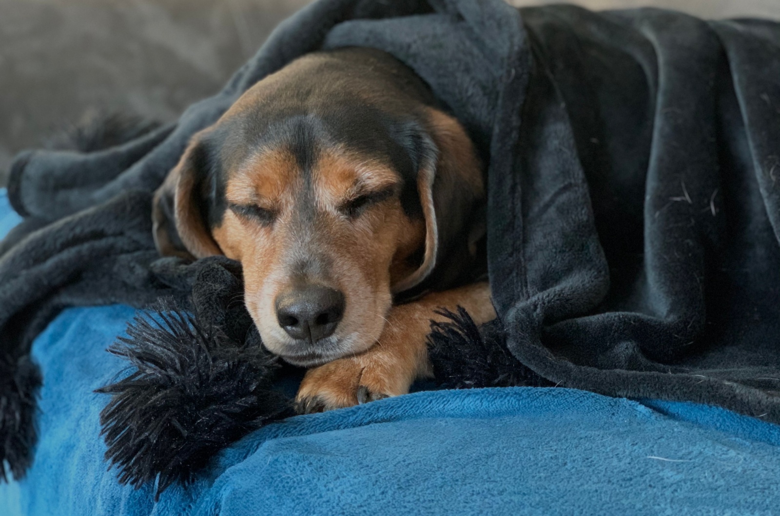 Blue Tick Beagle sleeping