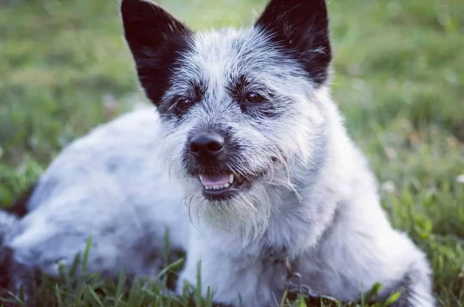 Blue Tzu Heeler