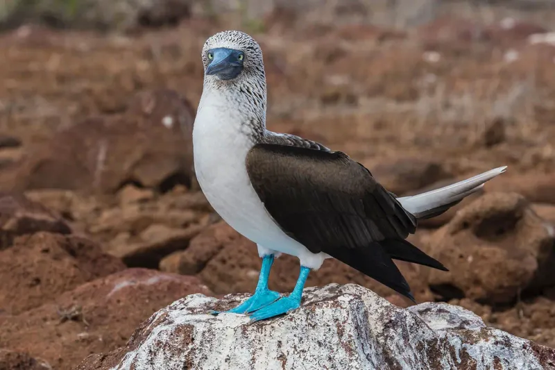 Blue-footed Booby