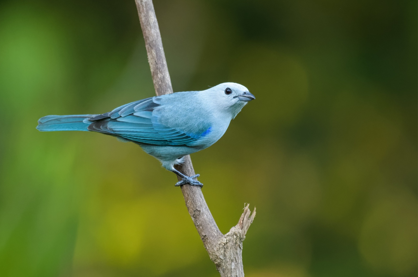 Blue-gray Tanager