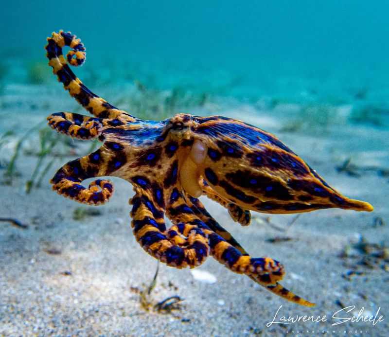 Blue-ringed Octopus