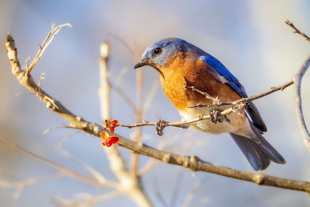 Bluebirds