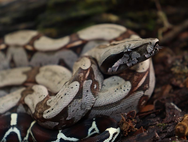 Boa Constrictor