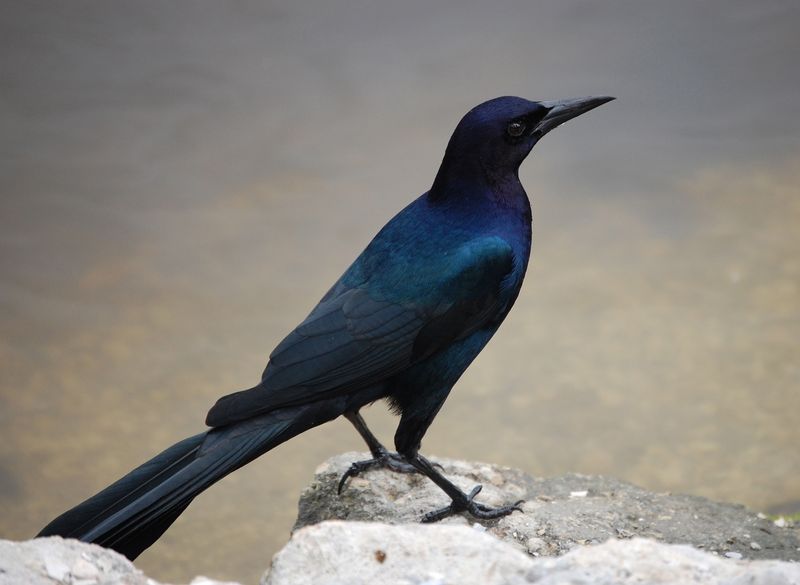 Boat-tailed Grackle