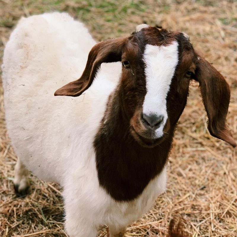 Boer Goats