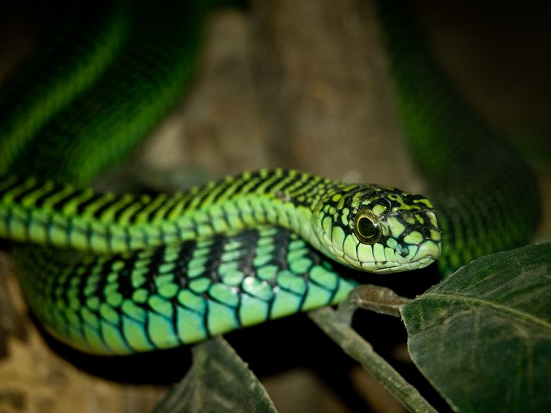 Boomslang Snake