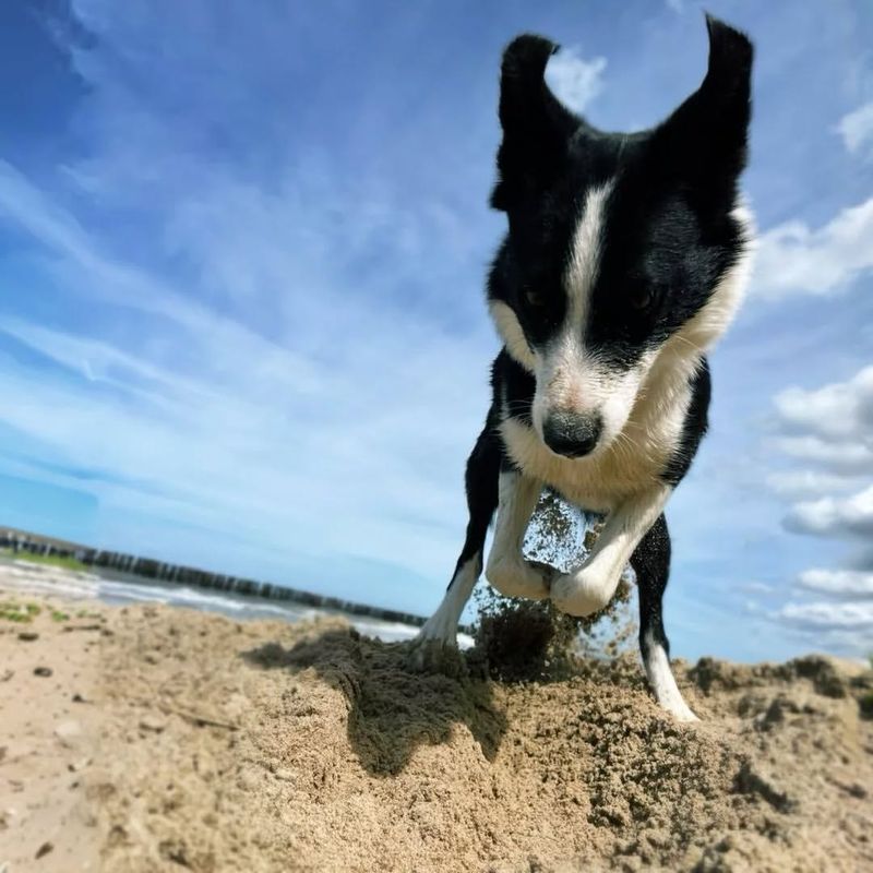 Border Collie