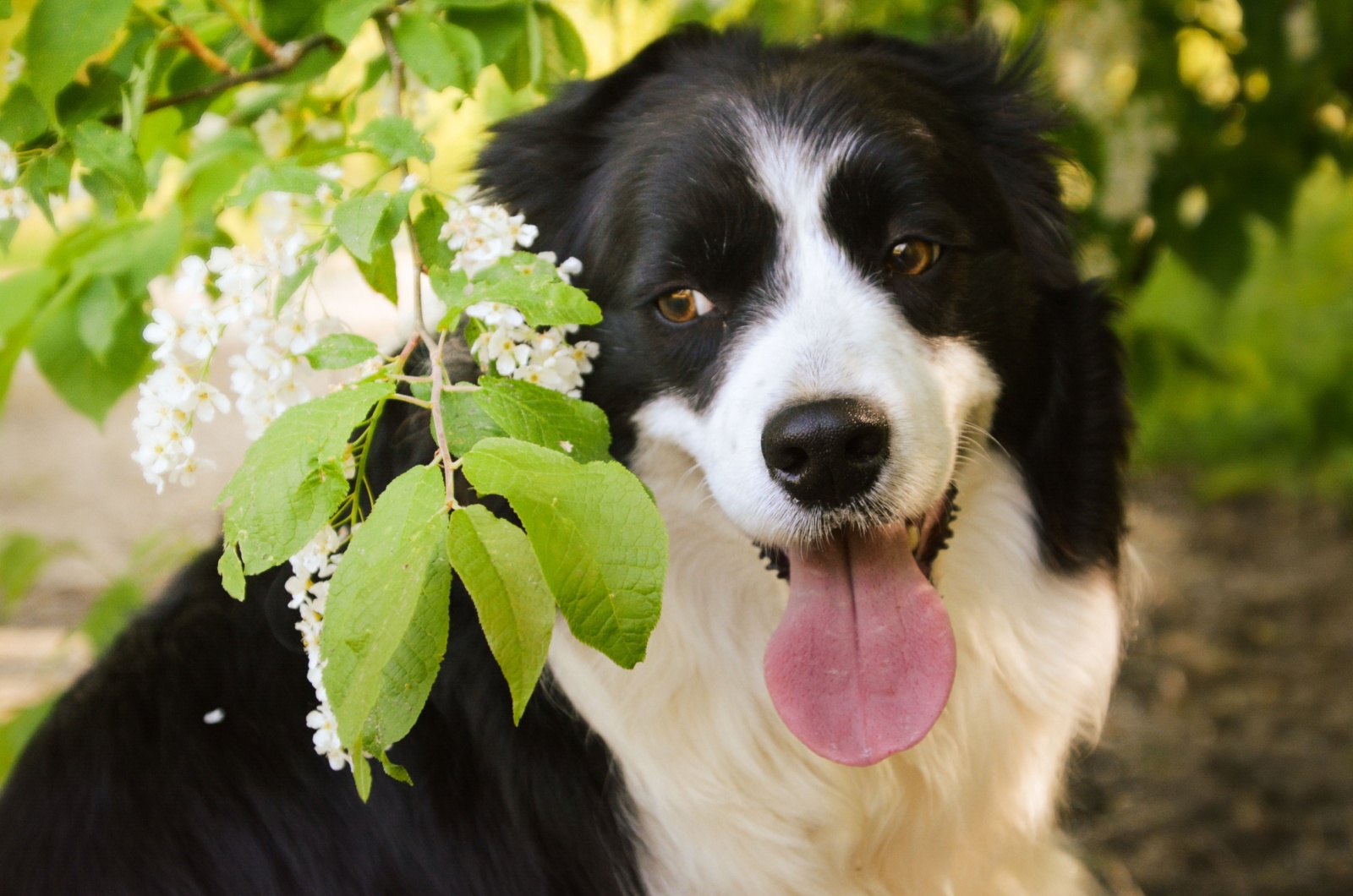 Border Collie