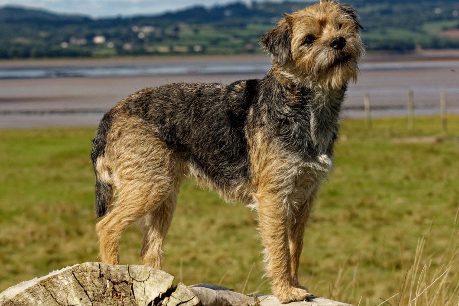 Border Terrier