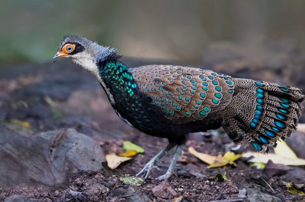 Bornean Peacock Pheasant