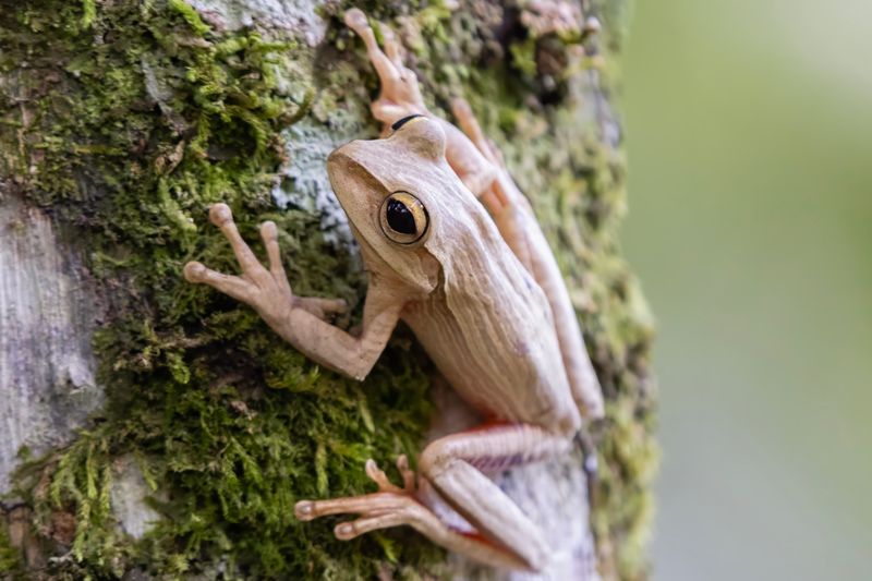 Borneo Eared Frog