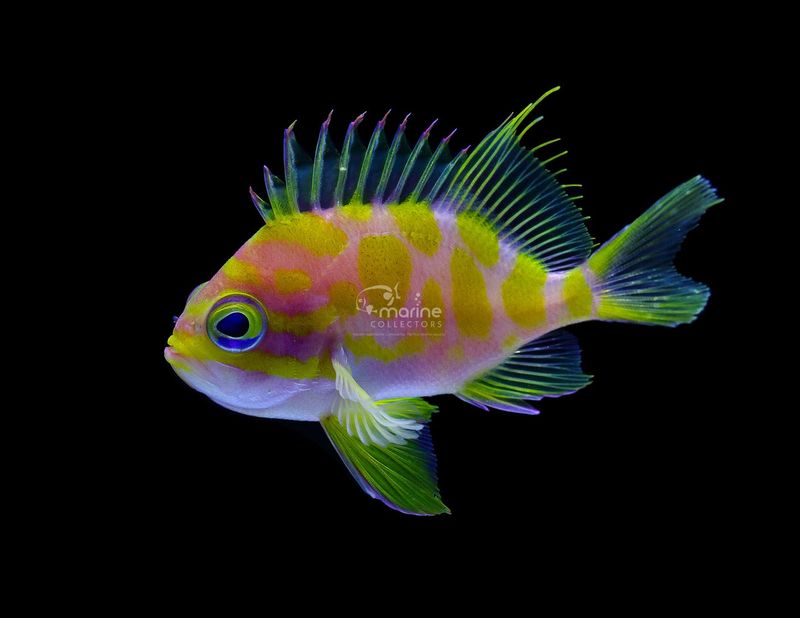 Boronia's Anthias