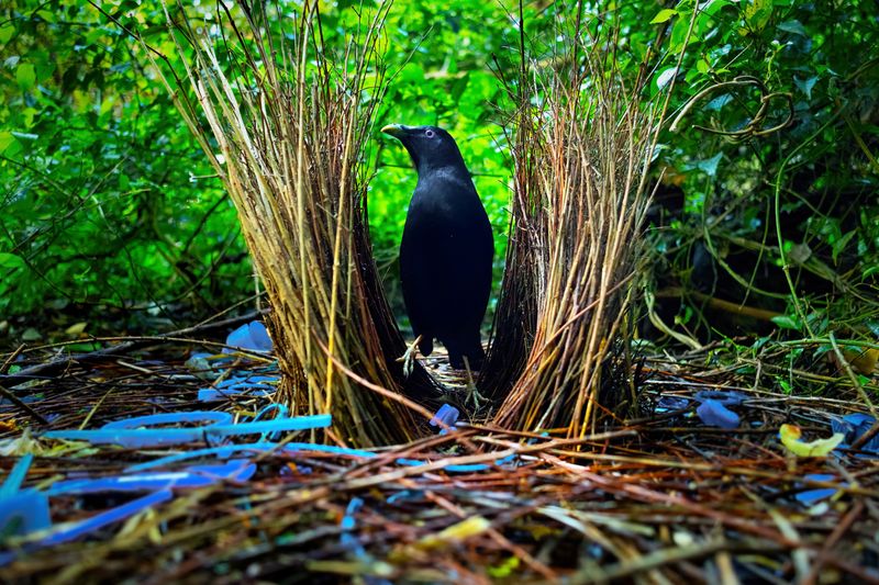 Bowerbird