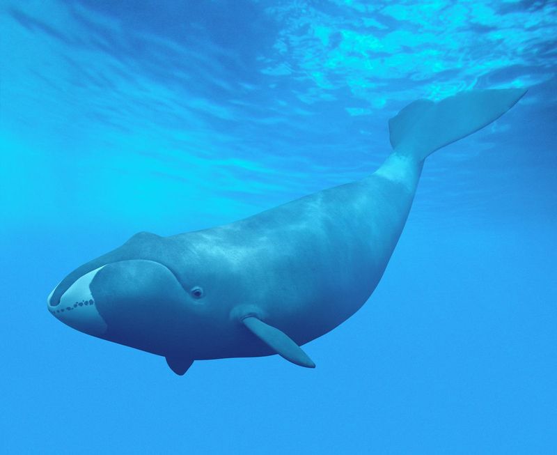 Bowhead Whale