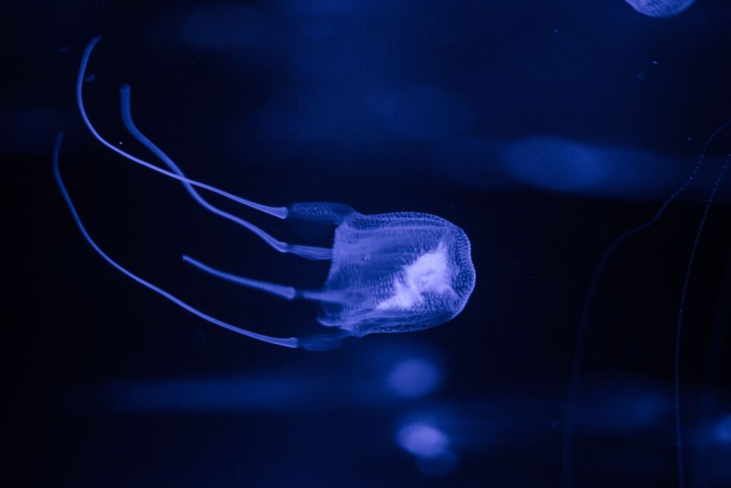 Box Jellyfish