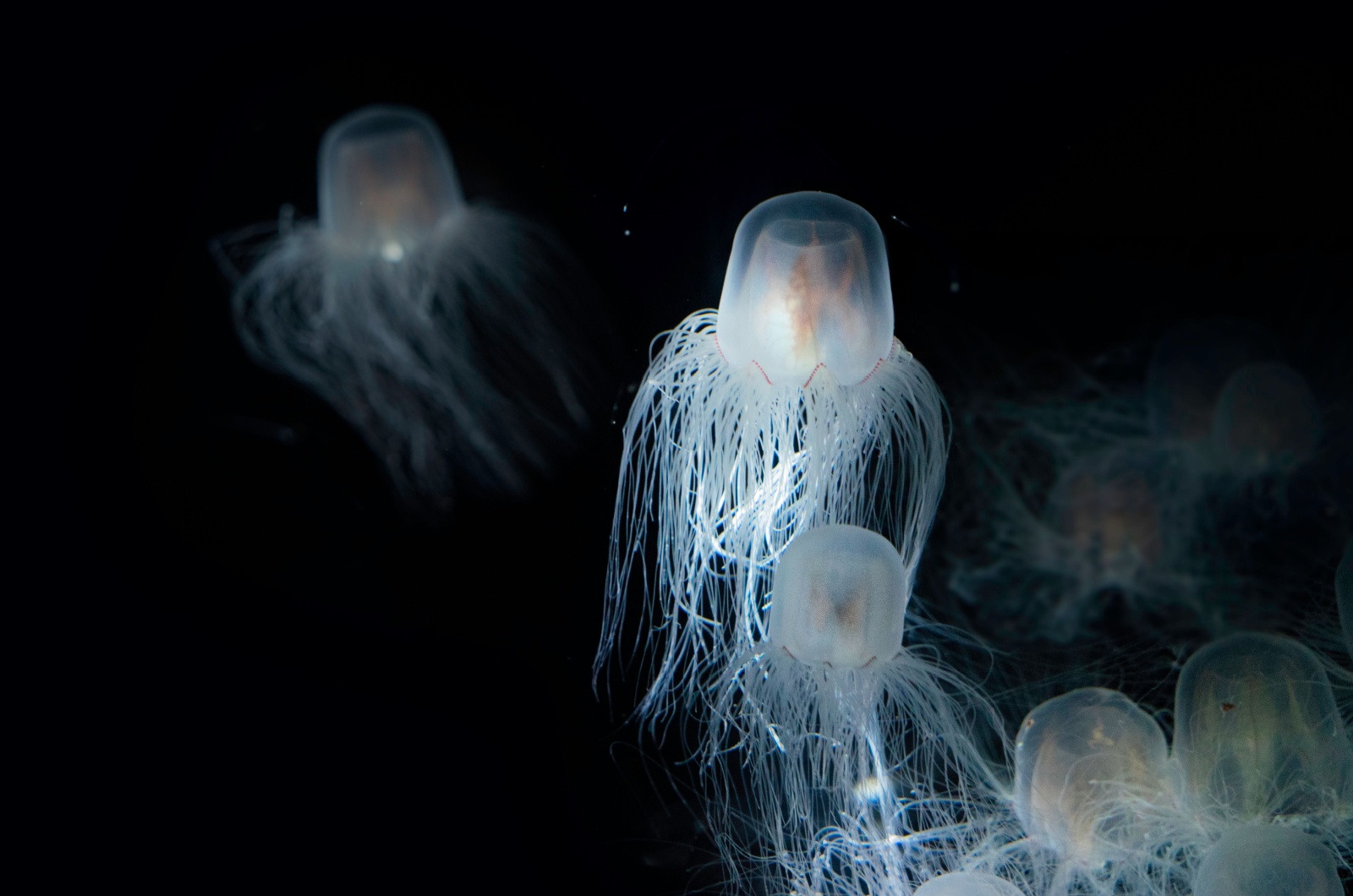 Box Jellyfish