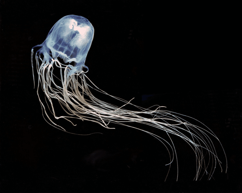 Box Jellyfish