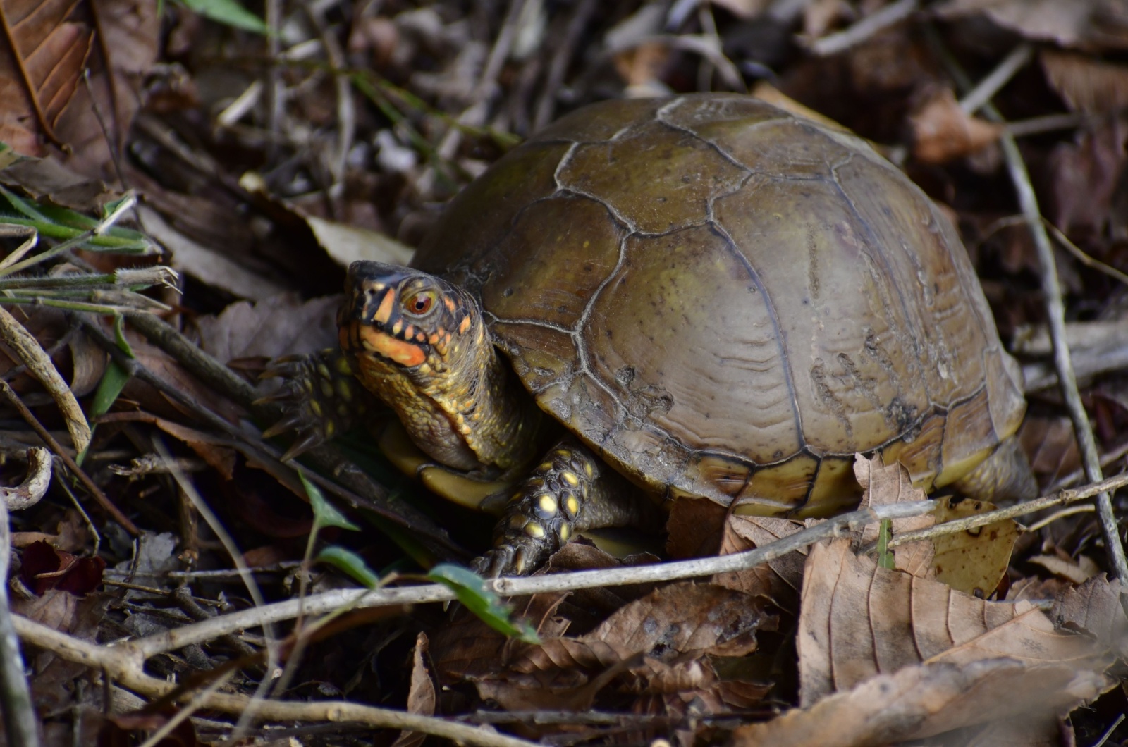 Box Turtles