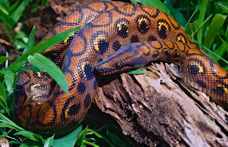 Brazilian Rainbow Boa