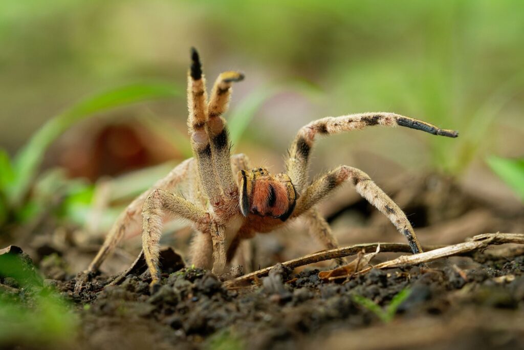 Brazilian Wandering Spider