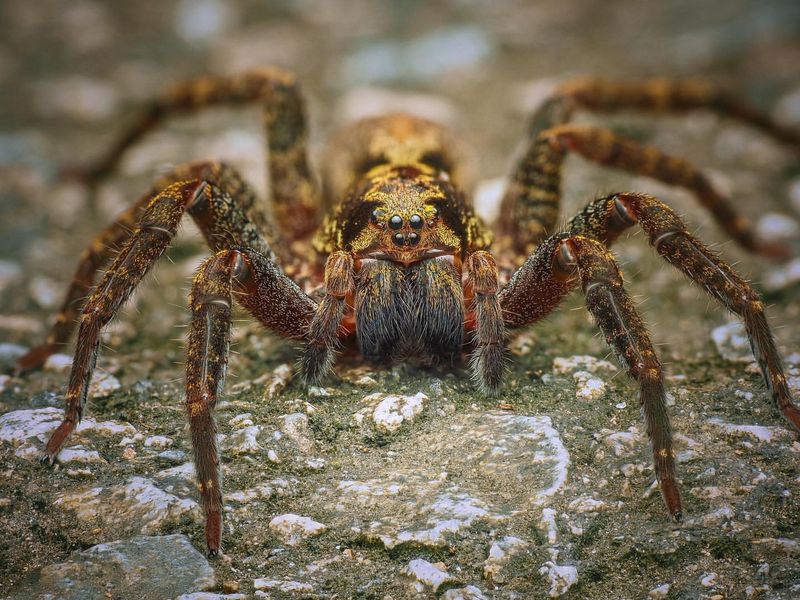 Brazilian Wandering Spider