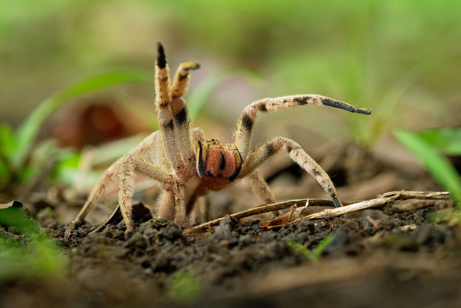 Brazilian Wandering Spider