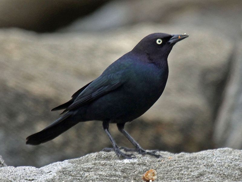 Brewer's Blackbird