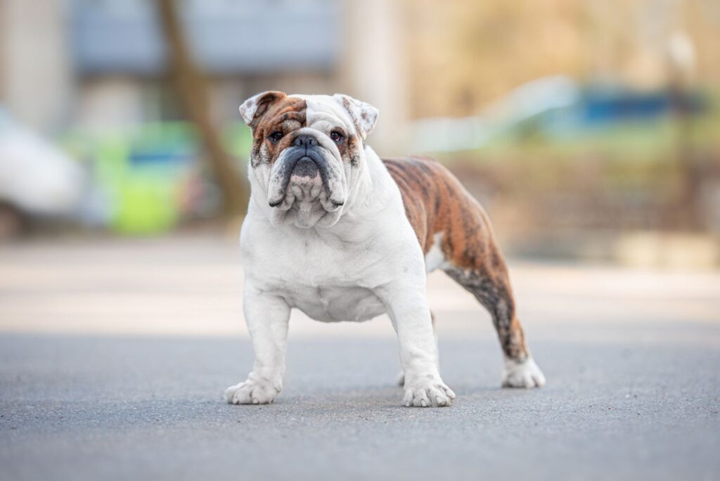 Brindle English Bulldog