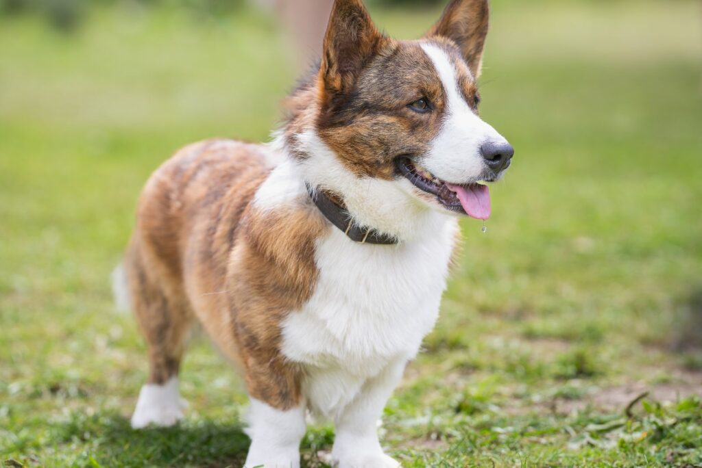 Brindle and White corgi