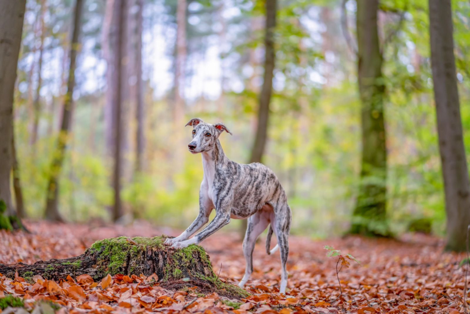 Brindle greyhound