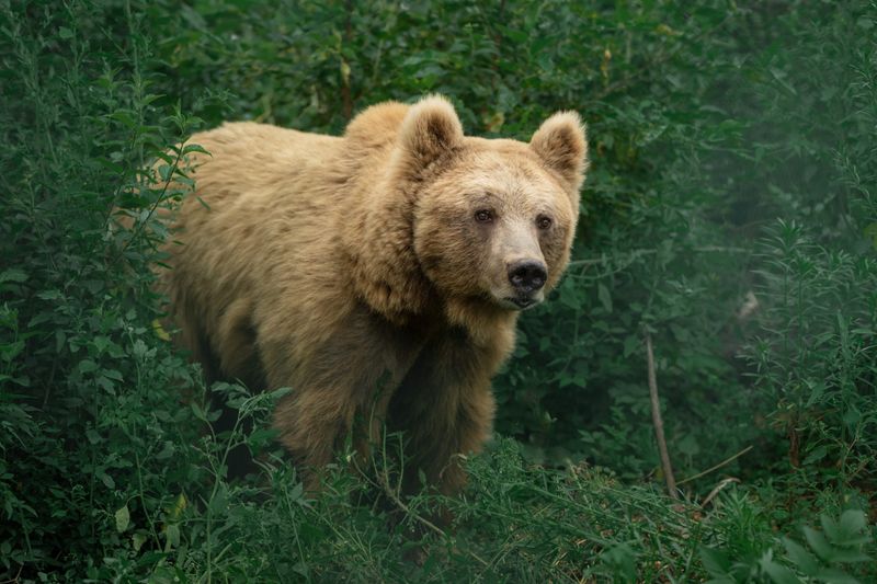 Brown Bear