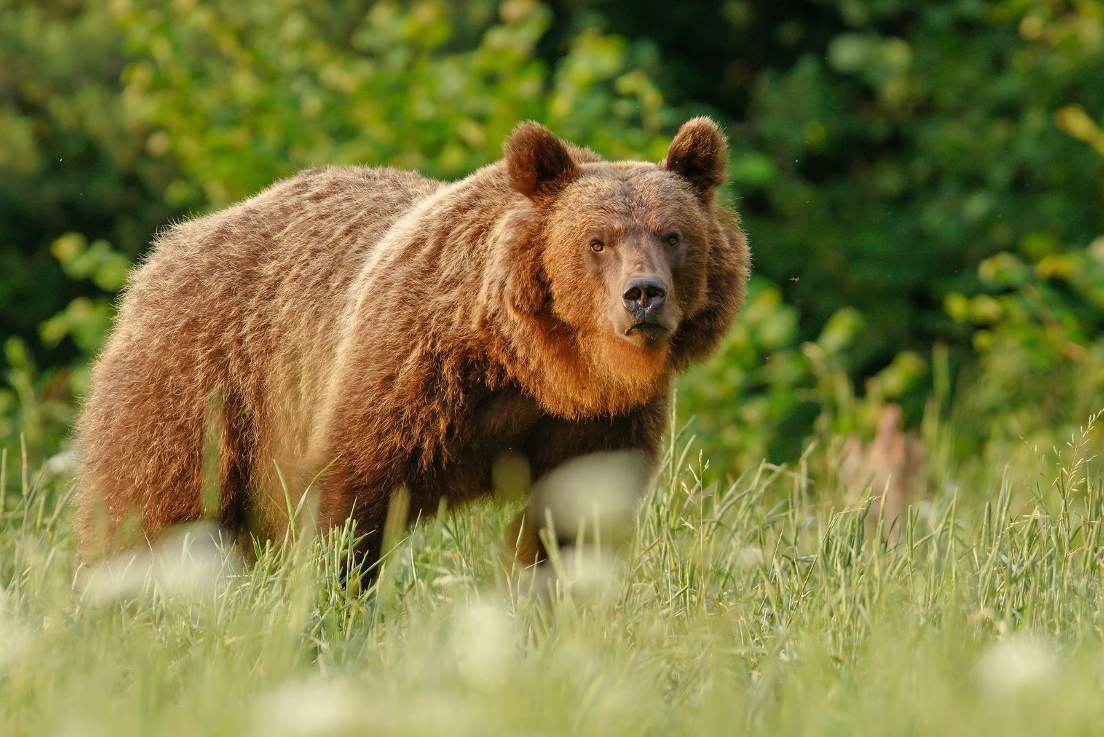 Brown Bear