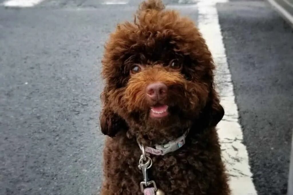 Brown Poodle