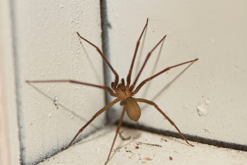 Brown Recluse Spider