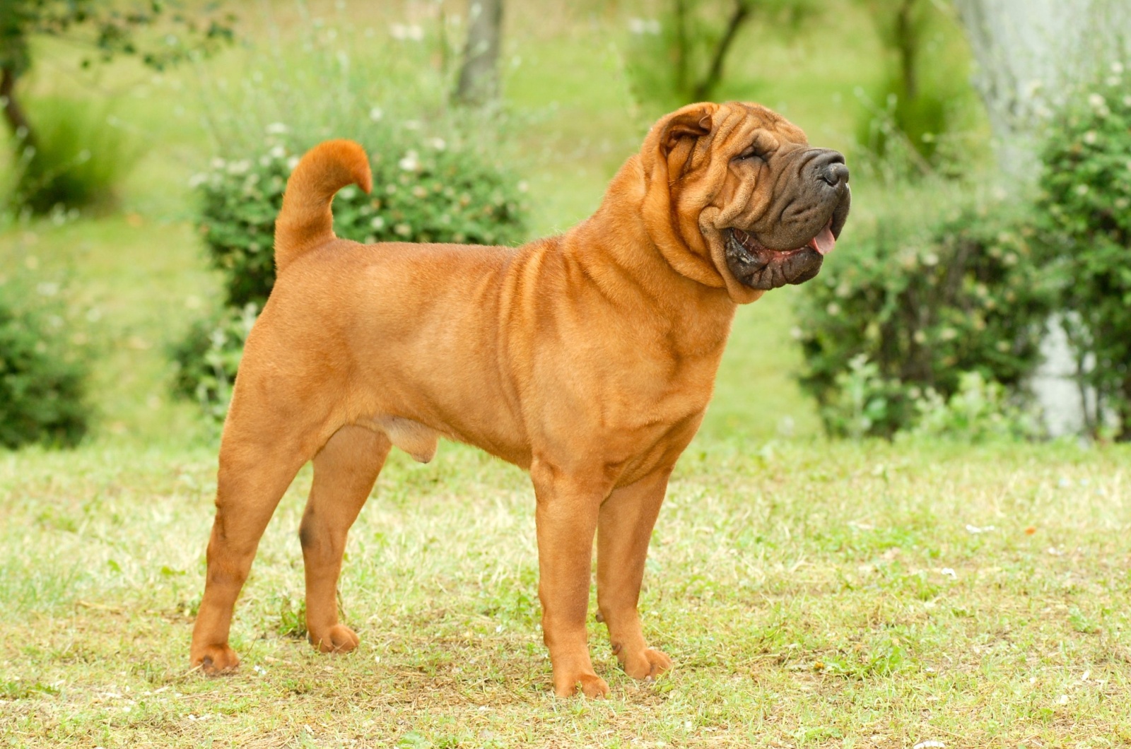 Brown Shar-Pei