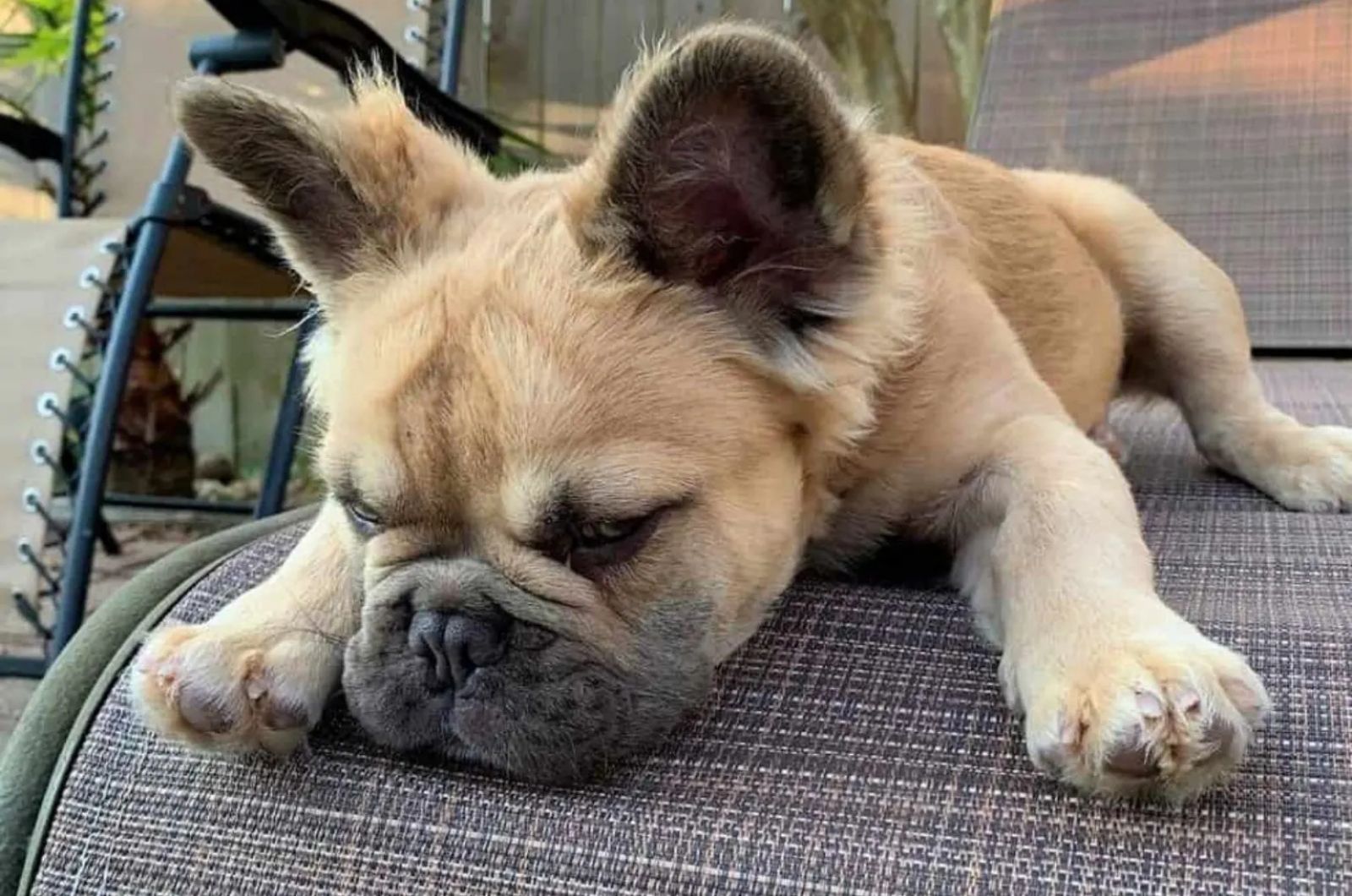 Brown haired French Bulldog Puppy laying down