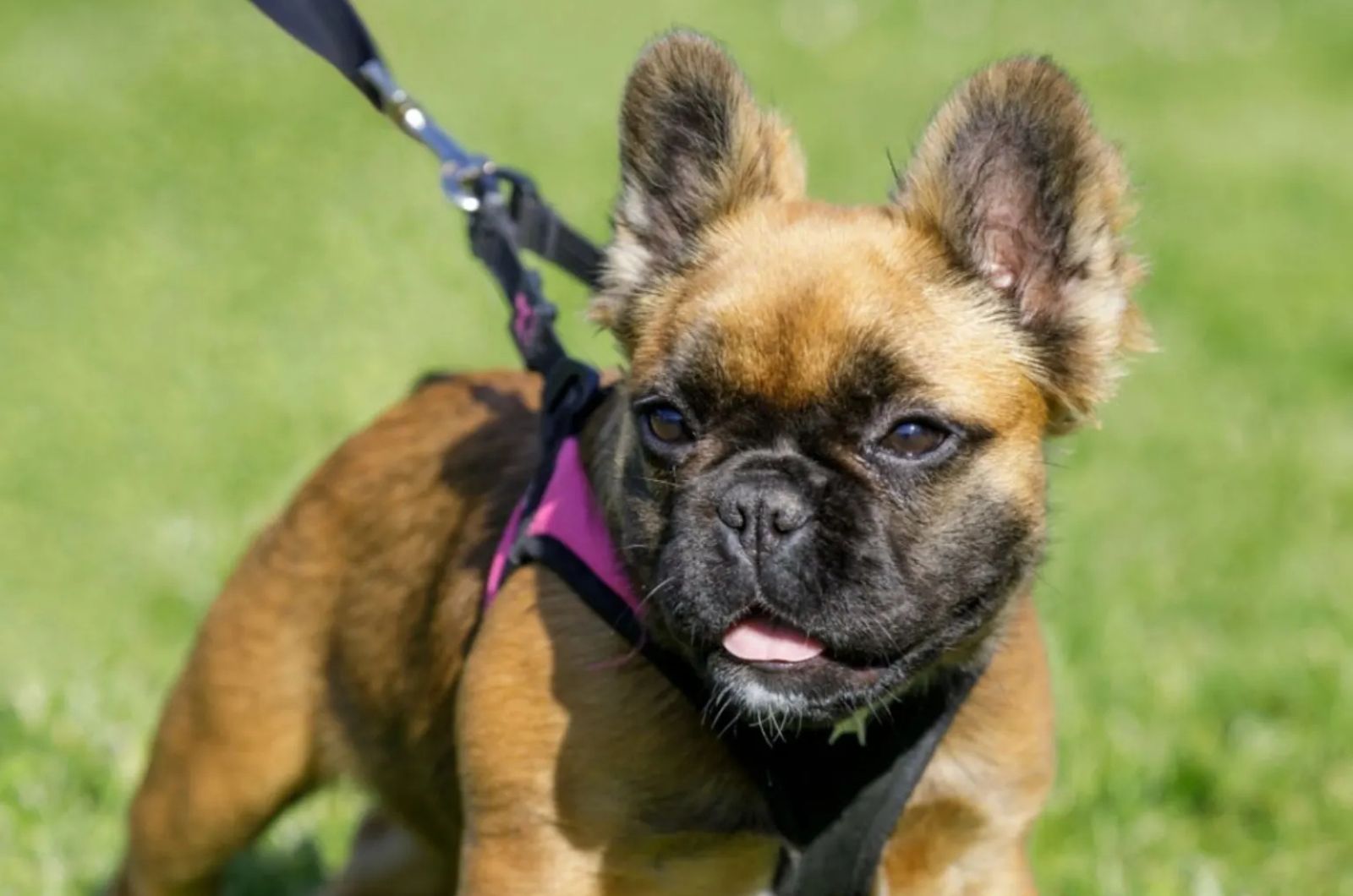 Brown long haired French Bulldog Puppy