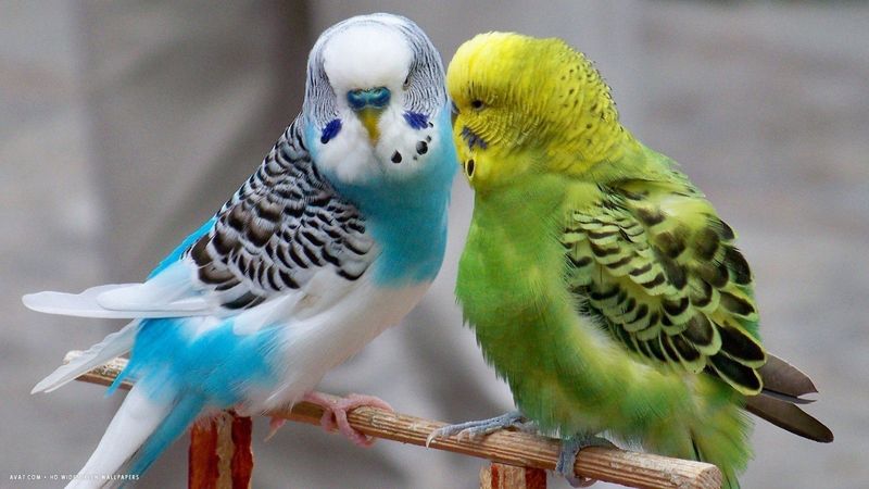 Budgerigar (Budgie)