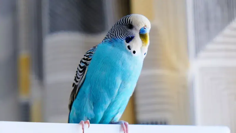 Budgie