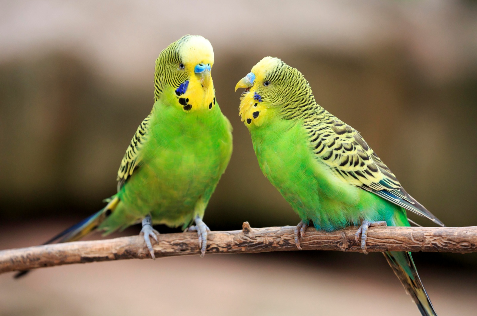 Budgies