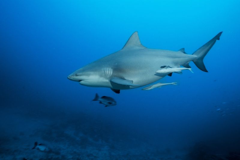 Bull Shark