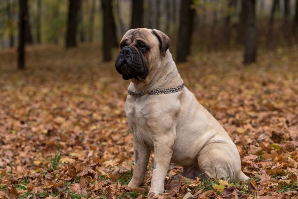 Bullmastiff