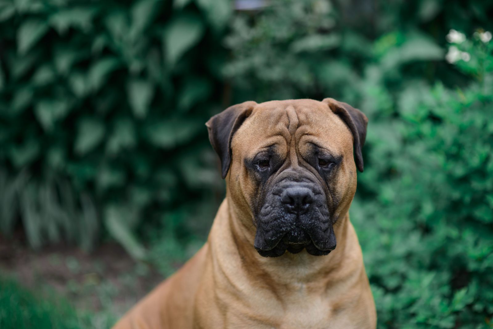 Bullmastiff dog