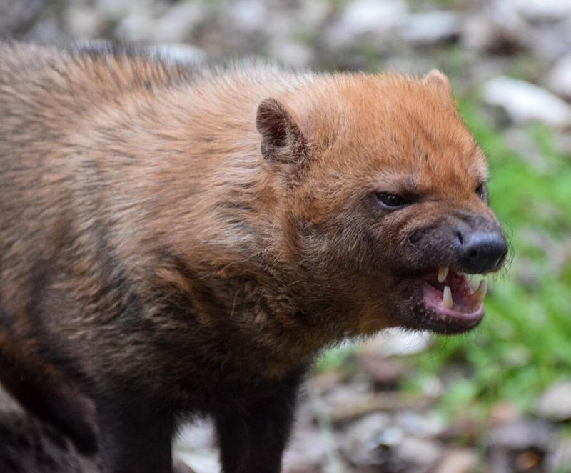 Bush Dog