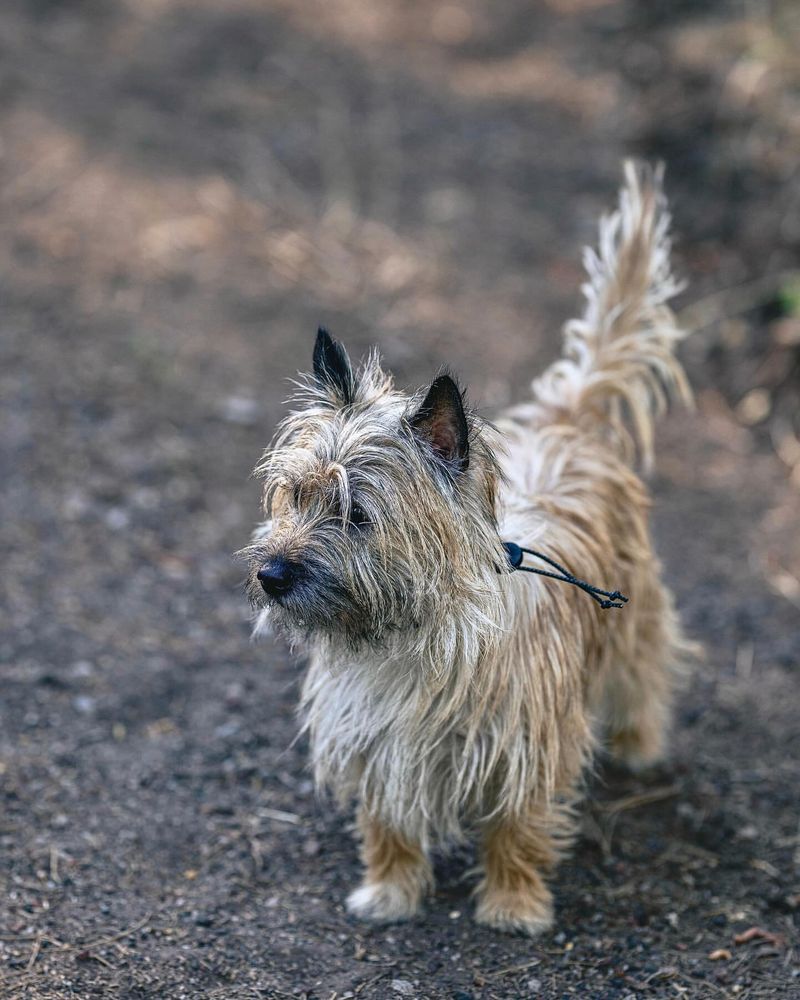 Cairn Terrier